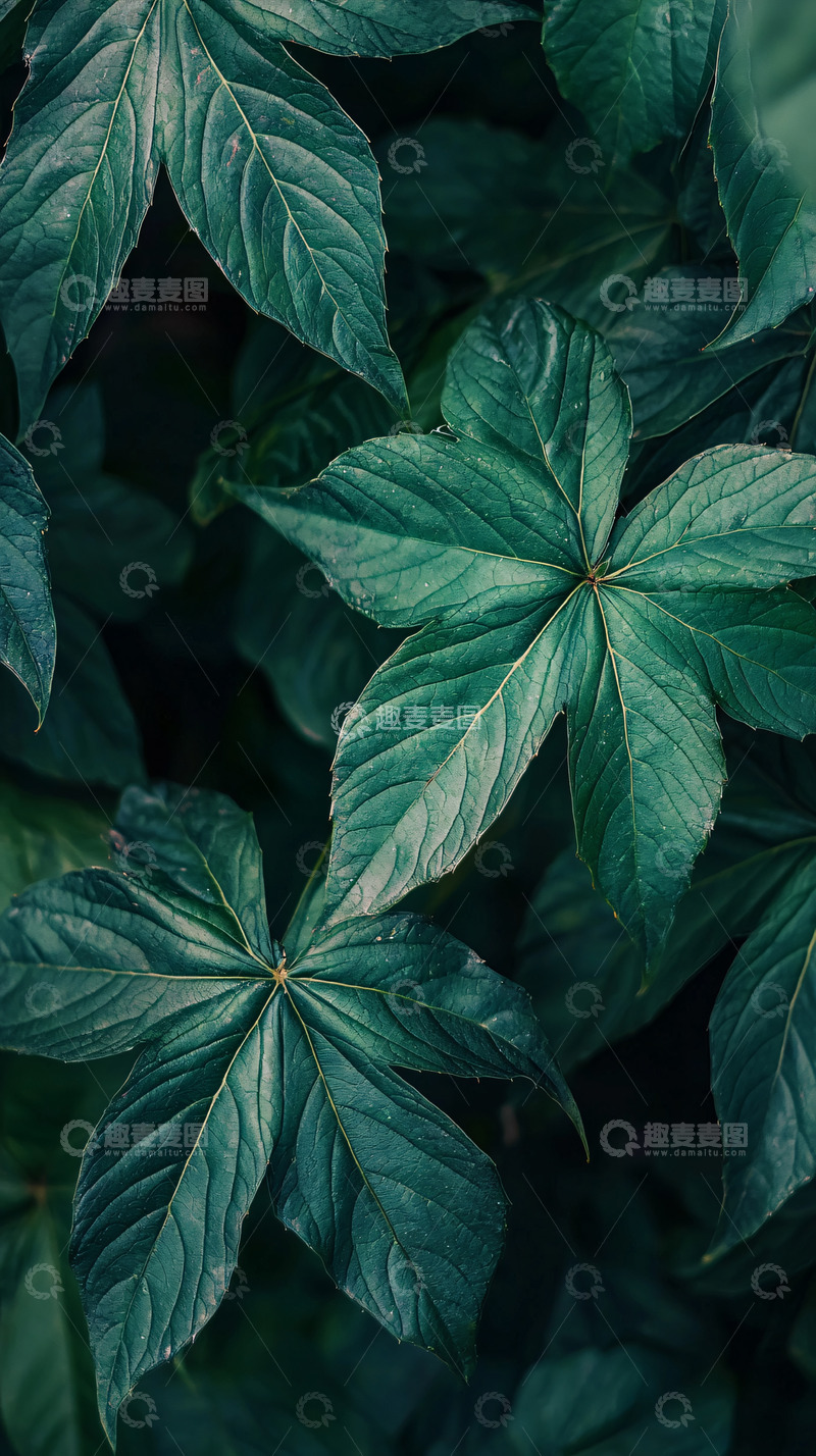 高清大图下载【趣麦麦图】深绿色植物叶子纹理背景
