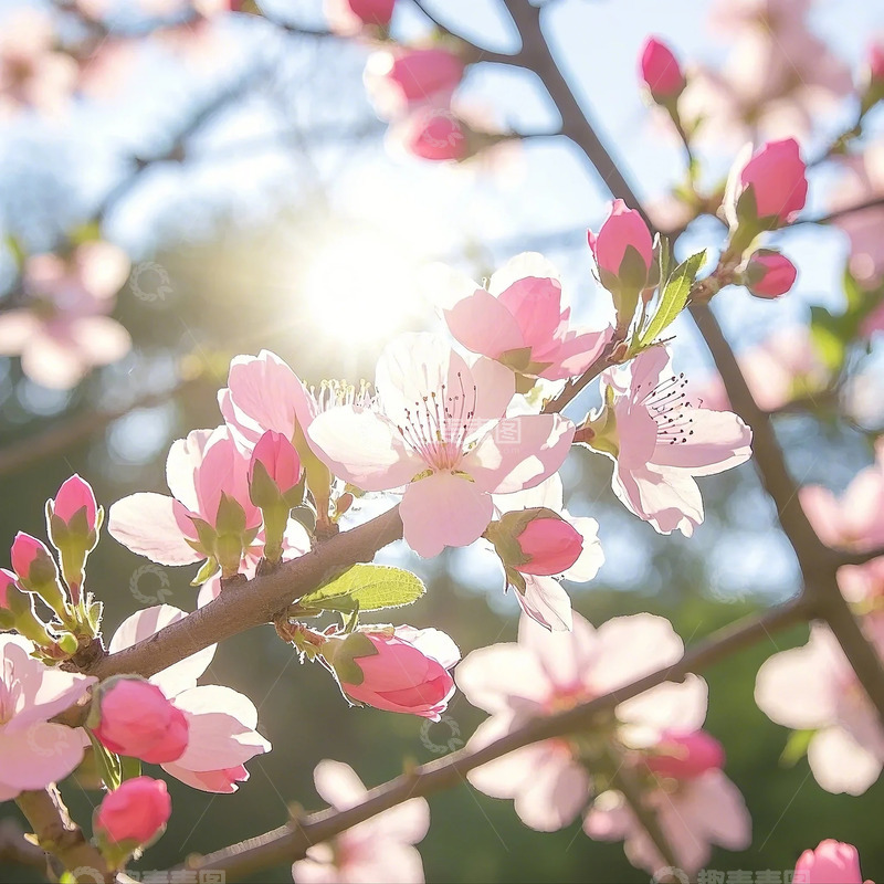 高清大图下载【趣麦麦图】春天桃花植物摄影图