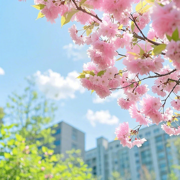 春天樱花植物摄影图