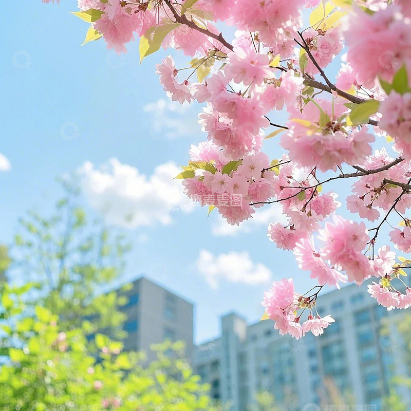 高清大图下载【趣麦麦图】春天樱花植物摄影图