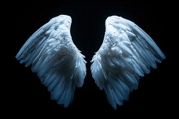 黑色背景下的白色翅膀