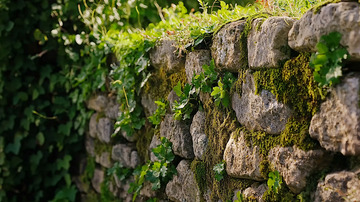 苔藓石头墙