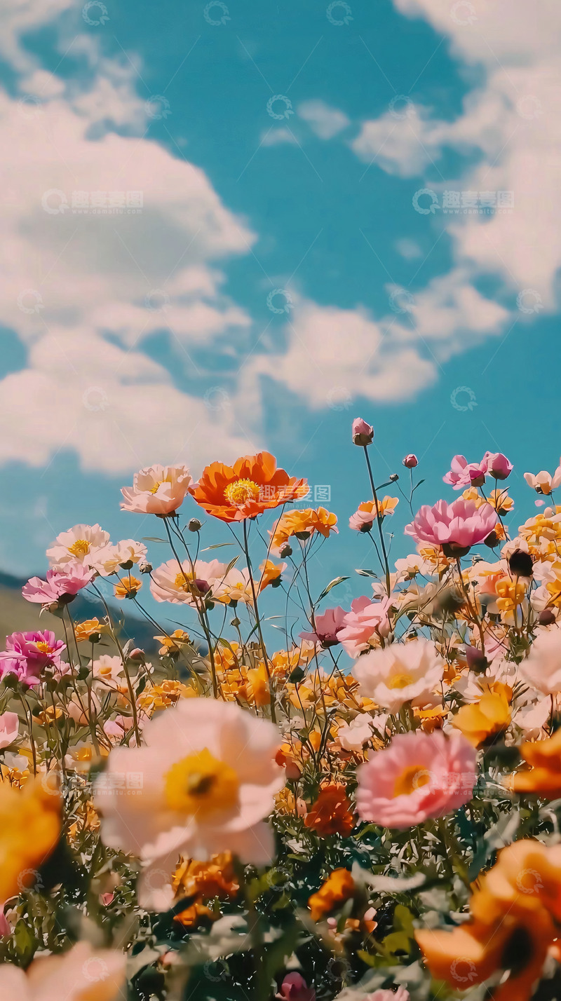 高清大图下载【趣麦麦图】阳光明媚下的彩色花田