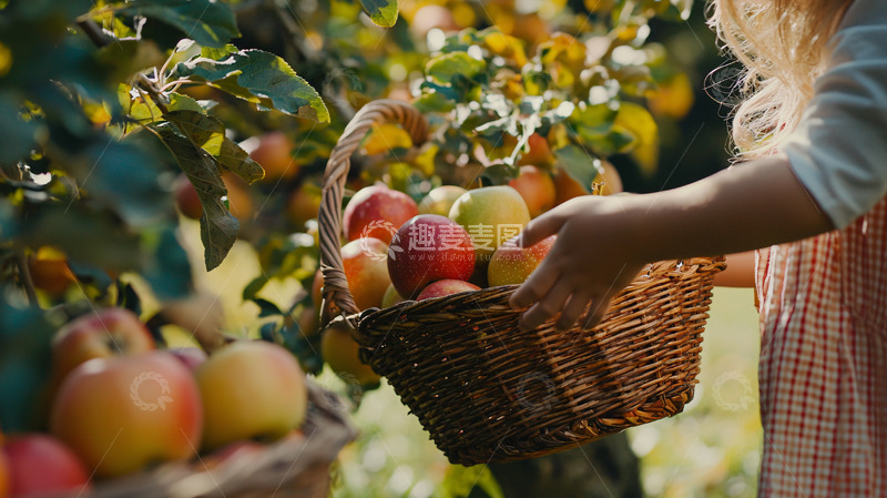 高清大图下载【趣麦麦图】采摘苹果的女孩