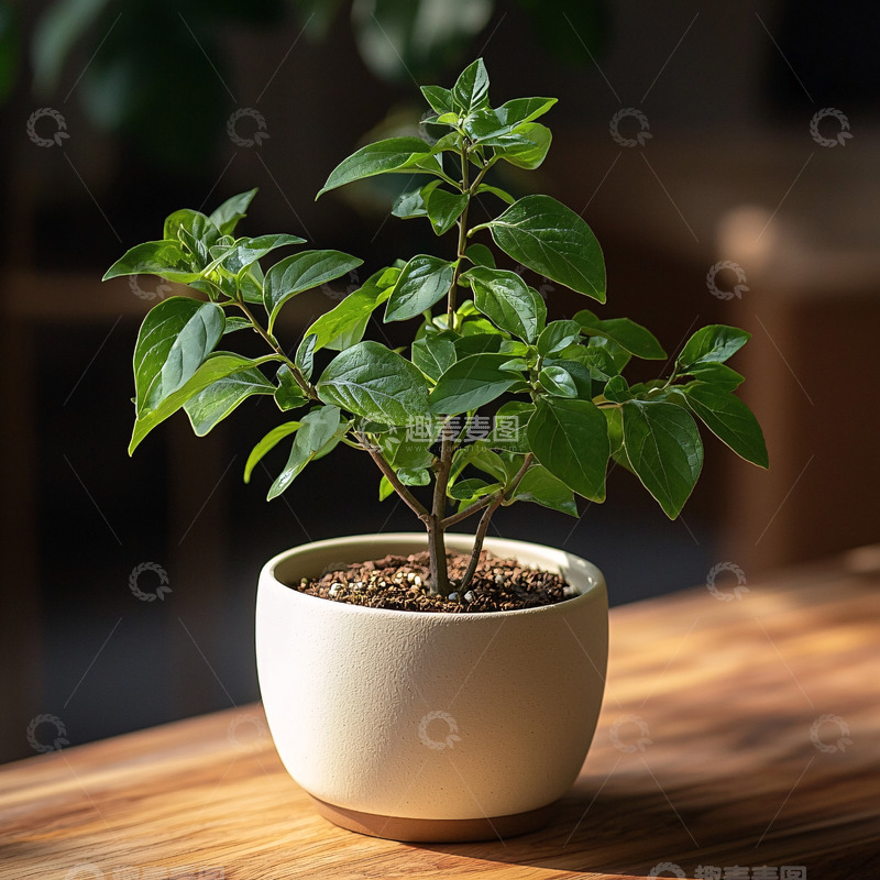 高清大图下载【趣麦麦图】盆栽植物在木桌上