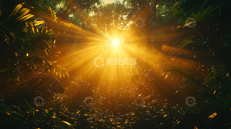 高清大图下载【趣麦麦图】热带雨林日出阳光