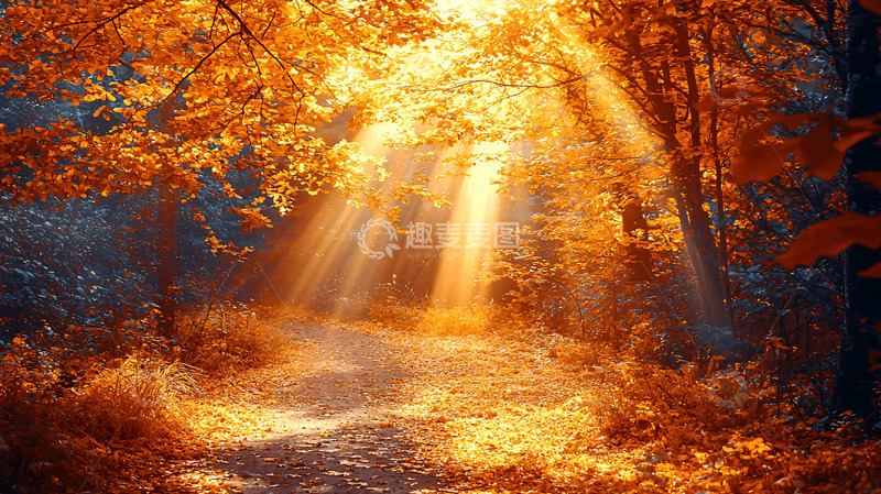 高清大图下载【趣麦麦图】秋日森林阳光