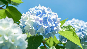 夏日里的绣球花