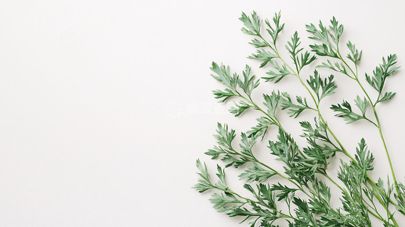 高清大图下载【趣麦麦图】绿色植物枝条白底