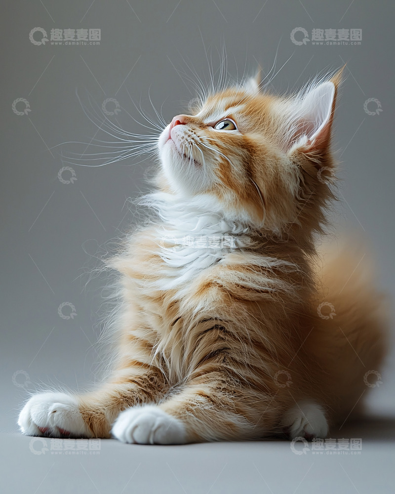 高清大图下载【趣麦麦图】向上看的小猫