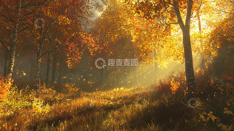 高清大图下载【趣麦麦图】秋日森林阳光洒照