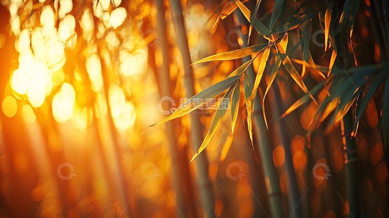 高清大图下载【趣麦麦图】夕阳下的竹林