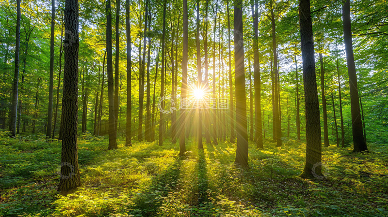 高清大图下载【趣麦麦图】-阳光透过树林
