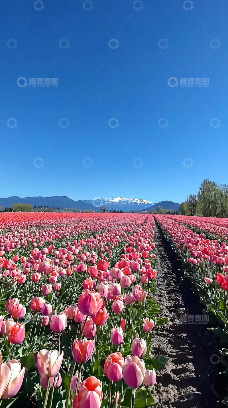 高清大图下载【趣麦麦图】粉色郁金香花田