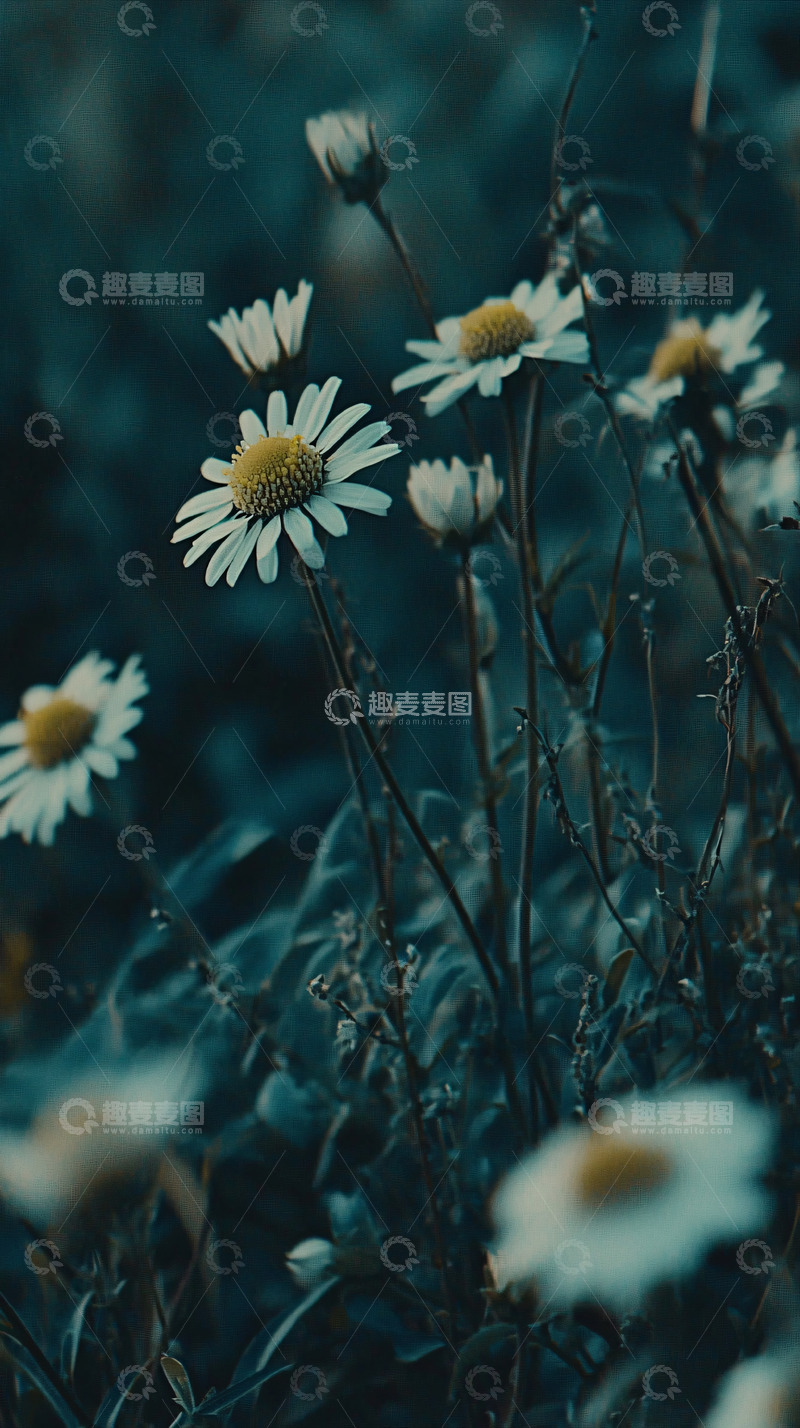 高清大图下载【趣麦麦图】暗色调雏菊花田