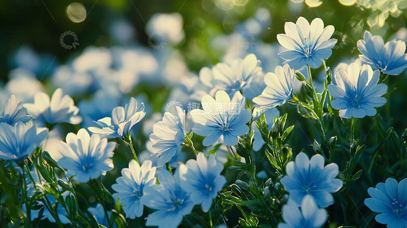 高清大图下载【趣麦麦图】阳光下盛开的蓝色小花