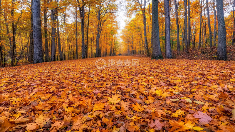 高清大图下载【趣麦麦图】秋叶铺满小路的森林道路