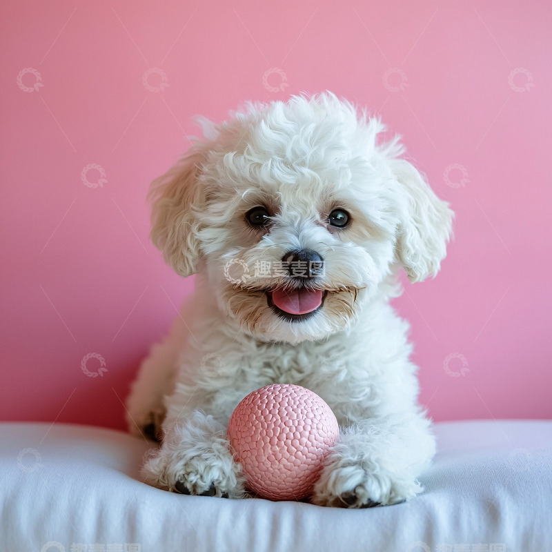 高清大图下载【趣麦麦图】可爱白色卷毛小狗