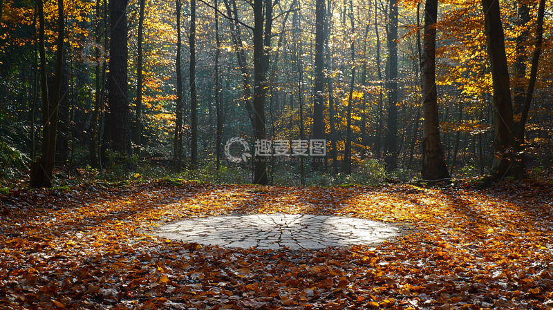 高清大图下载【趣麦麦图】秋日森林光影