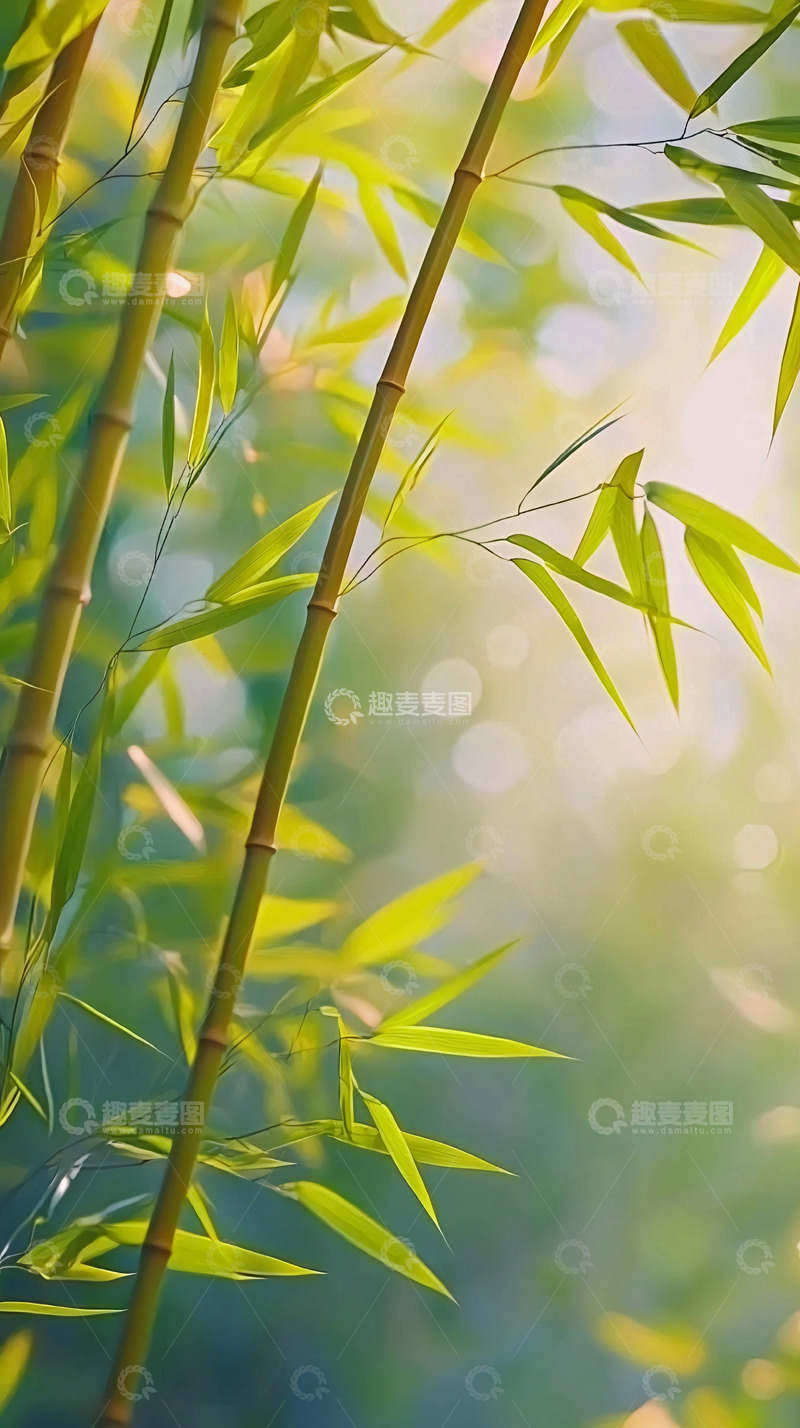 高清大图下载【趣麦麦图】阳光下的翠竹