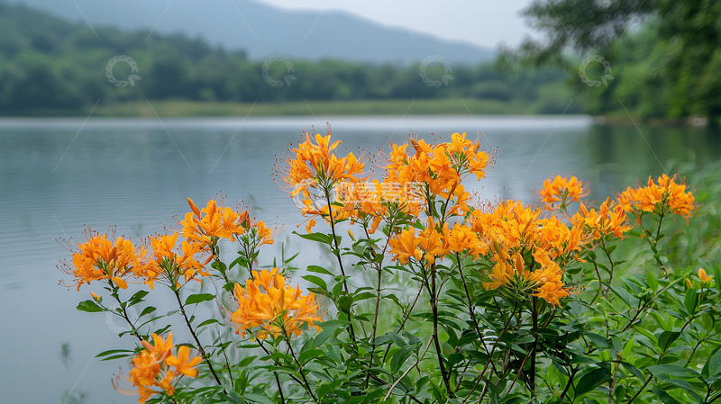 高清大图下载【趣麦麦图】湖边盛开的橙色花朵