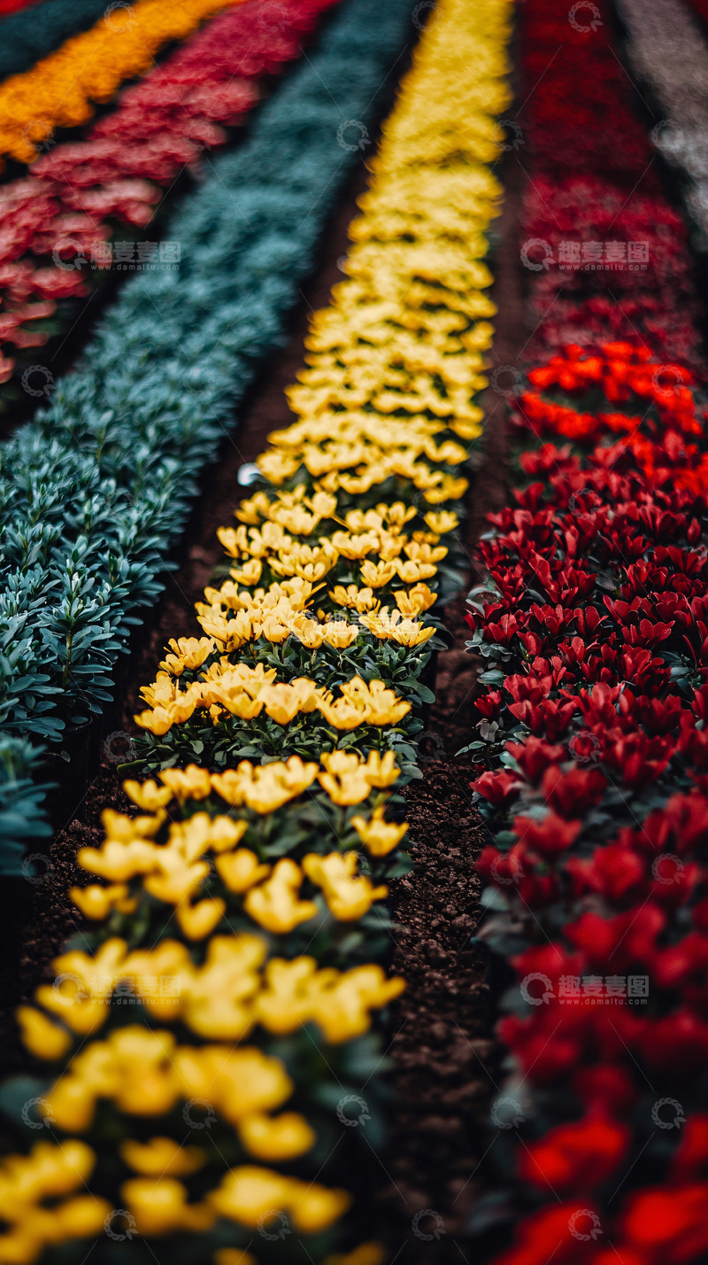 高清大图下载【趣麦麦图】彩虹般色彩鲜艳的花田