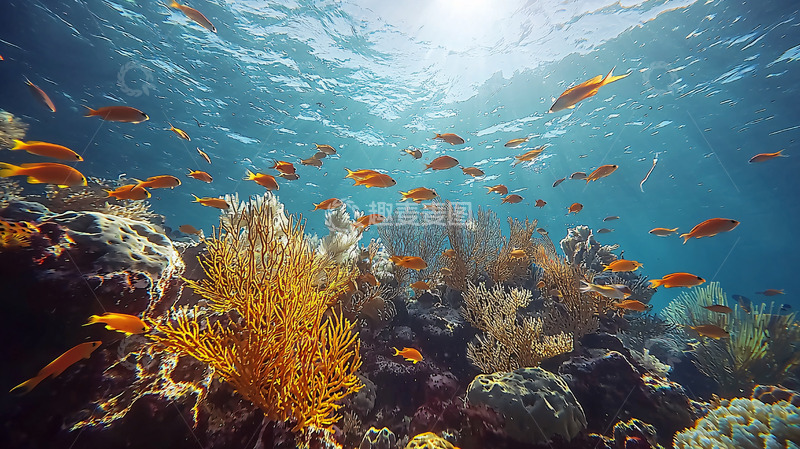 高清大图下载【趣麦麦图】阳光照射下的珊瑚礁鱼群
