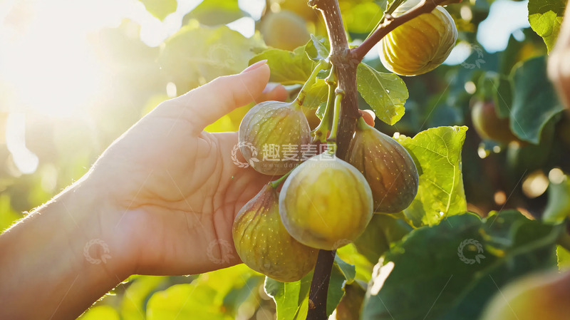 高清大图下载【趣麦麦图】阳光下采摘无花果