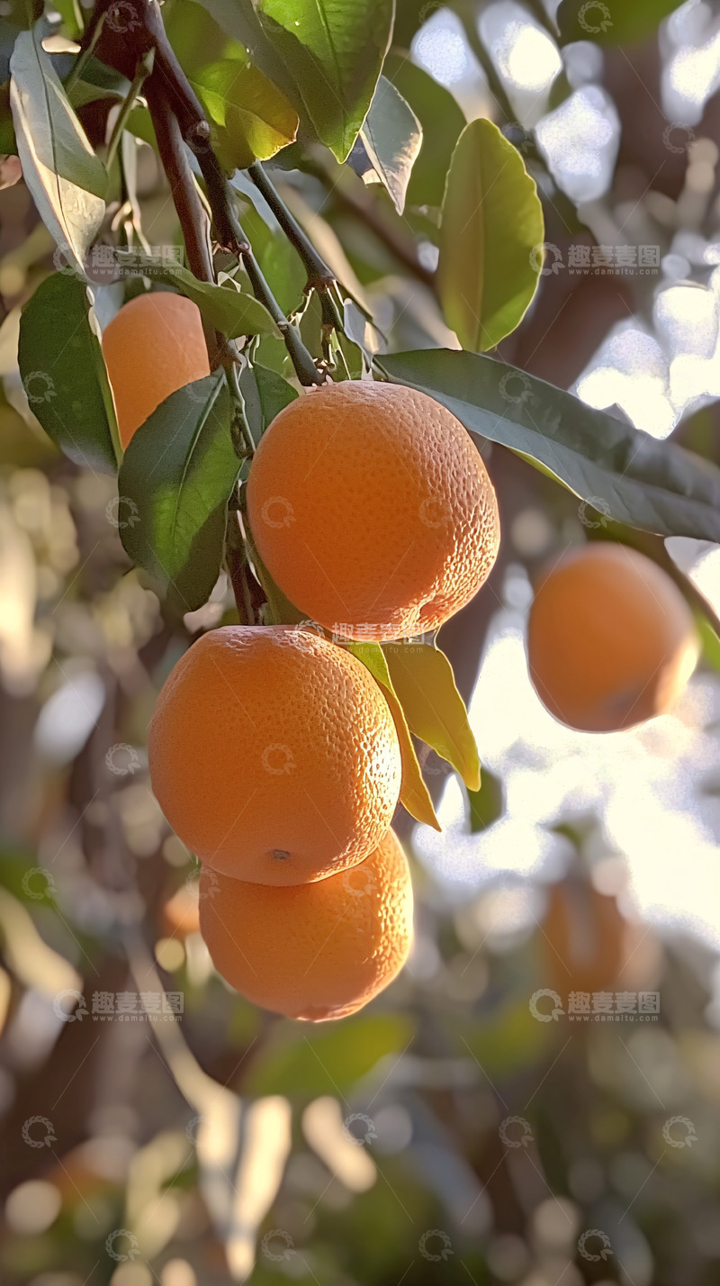 高清大图下载【趣麦麦图】阳光下枝头累累的柑橘