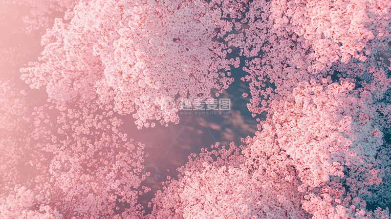 高清大图下载【趣麦麦图】俯瞰粉色樱花树林
