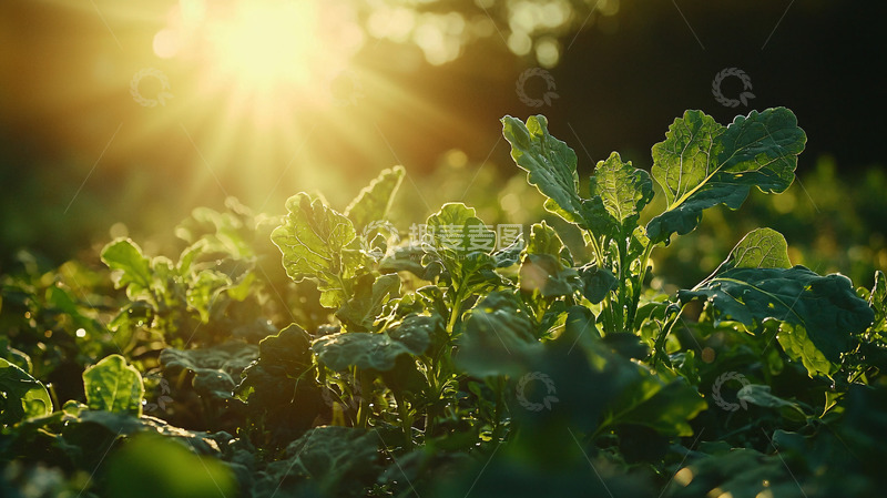 高清大图下载【趣麦麦图】阳光下的绿色植物