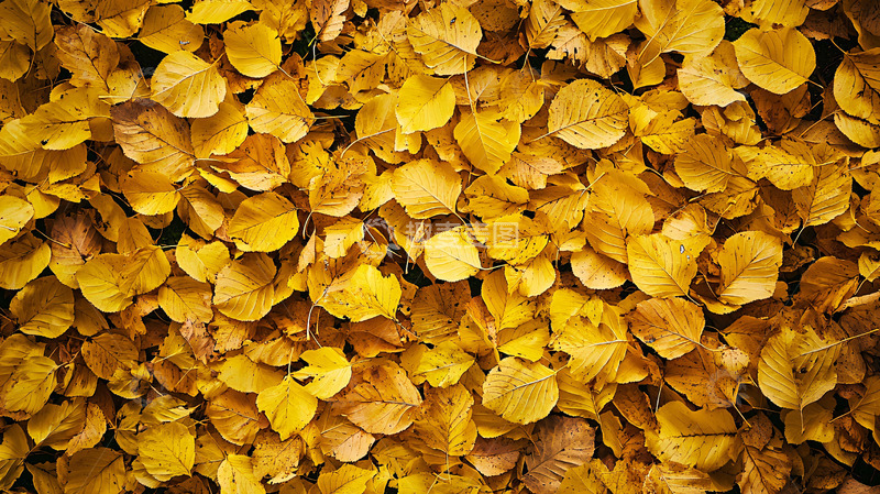 高清大图下载【趣麦麦图】秋叶满地金黄落叶
