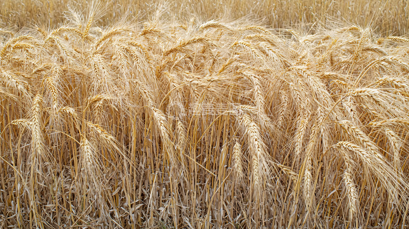 高清大图下载【趣麦麦图】金黄麦田丰收景象