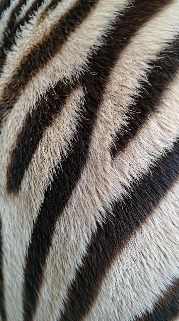 斑马毛皮纹理特写