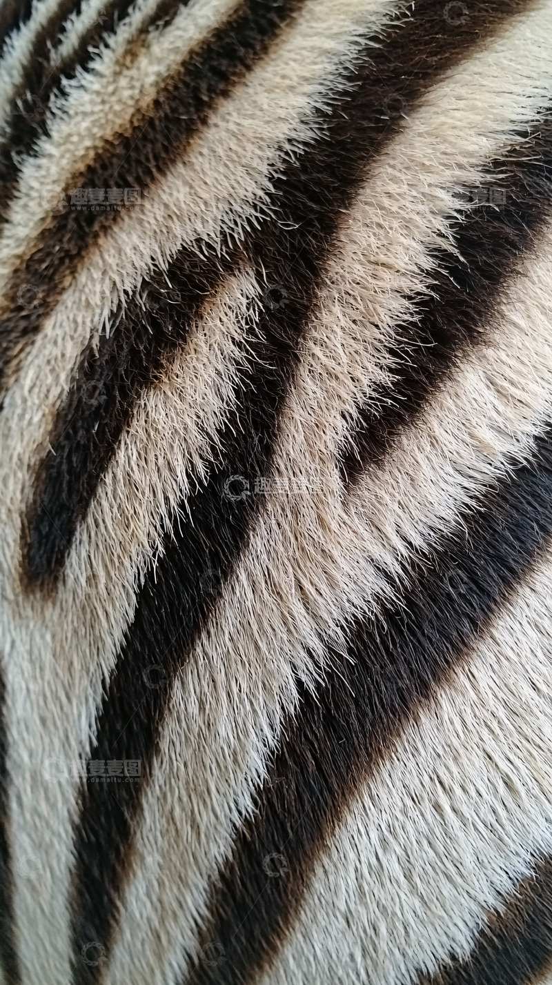 高清大图下载【趣麦麦图】斑马毛皮纹理特写