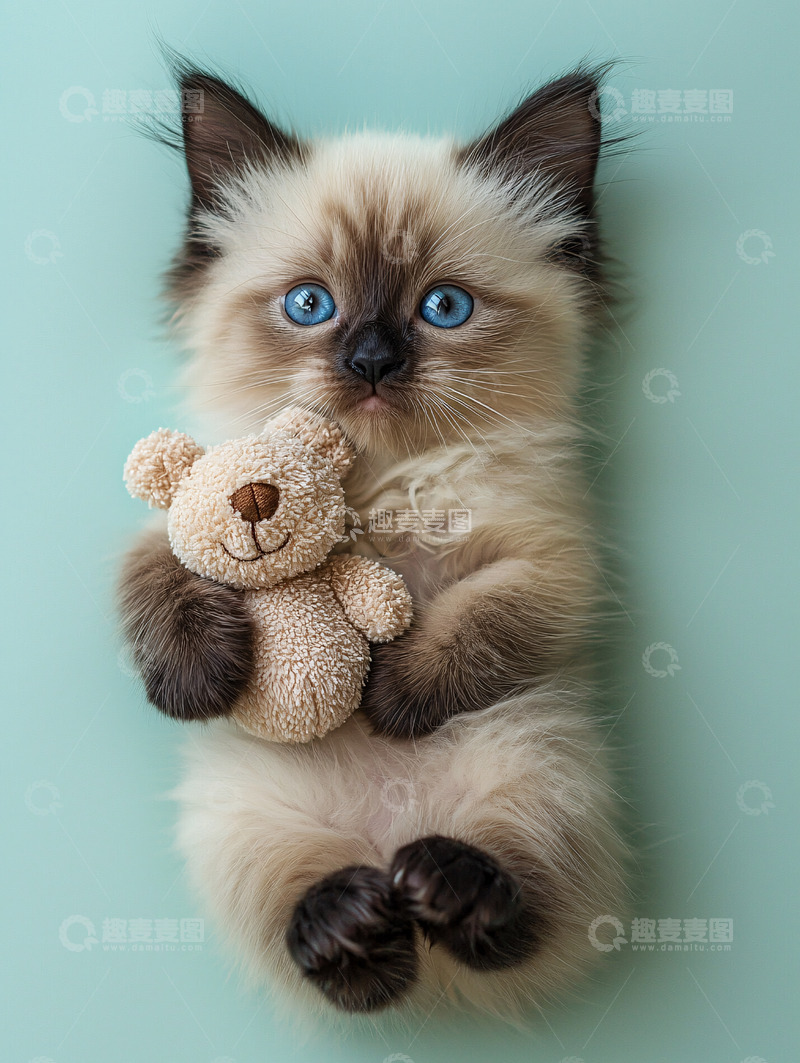 高清大图下载【趣麦麦图】蓝眼睛小猫抱泰迪熊