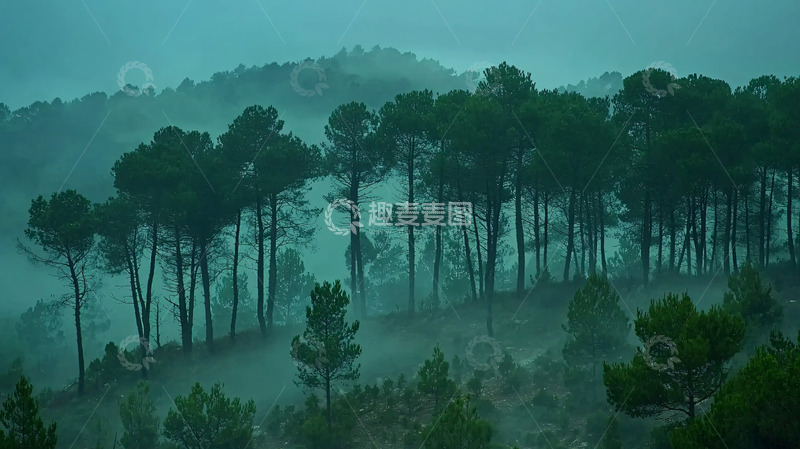 高清大图下载【趣麦麦图】雾气朦胧的松树林