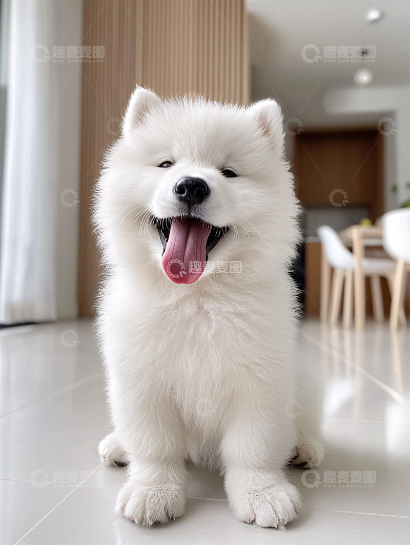 高清大图下载【趣麦麦图】可爱萨摩耶幼犬