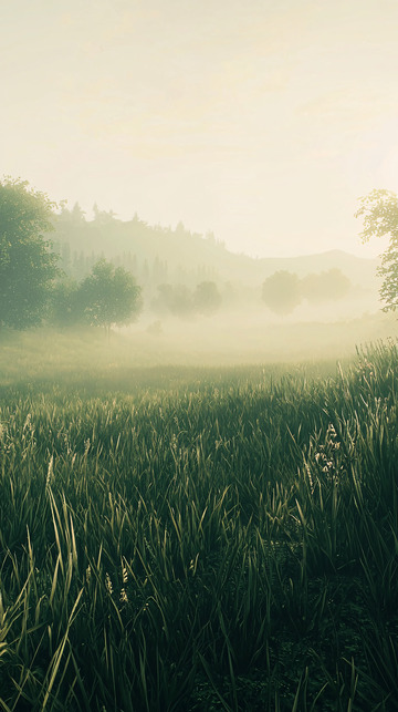 清晨薄雾笼罩的草地