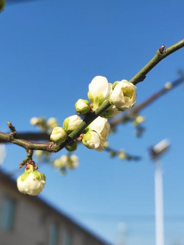 绿色的梅花盛开2