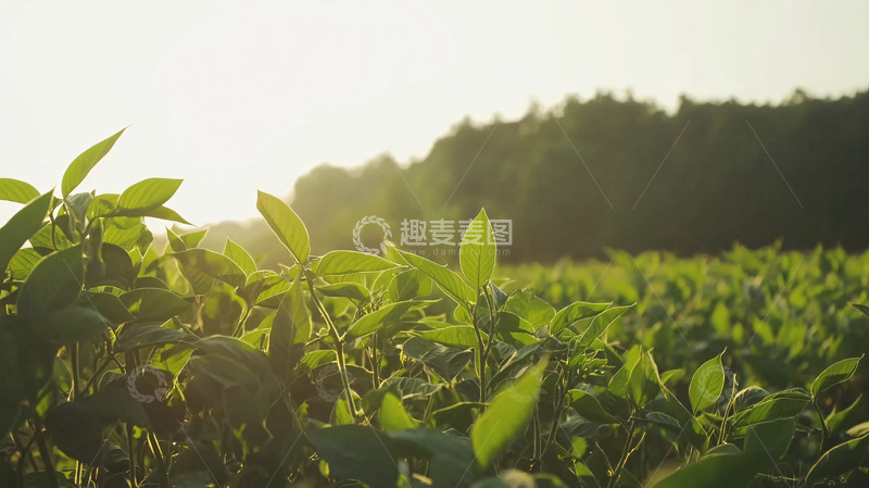 高清大图下载【趣麦麦图】阳光照射下的绿油油的植物