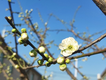 绿色的梅花盛开
