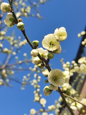 绿色的梅花盛开4