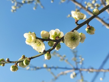 绿色的梅花盛开1