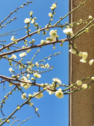 绿色的梅花盛开3