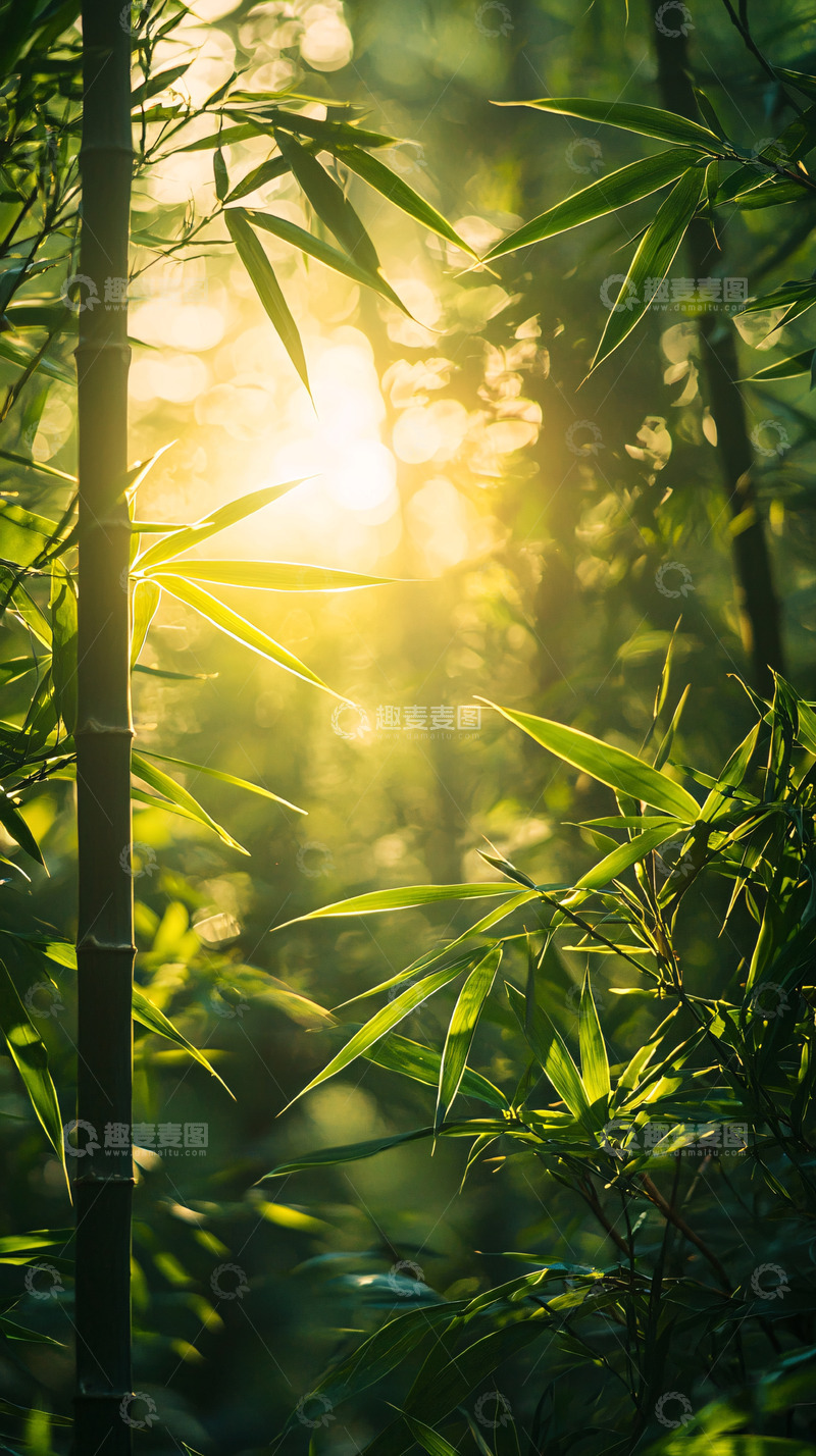 高清大图下载【趣麦麦图】阳光下的翠绿竹林