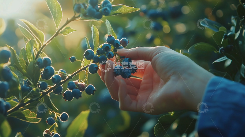 高清大图下载【趣麦麦图】阳光下采摘蓝莓