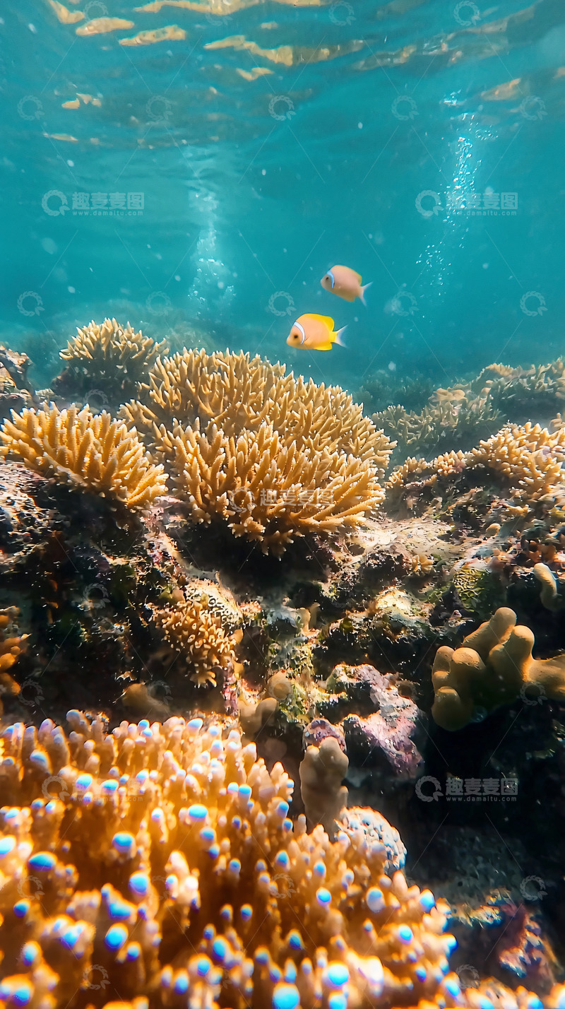 高清大图下载【趣麦麦图】珊瑚礁