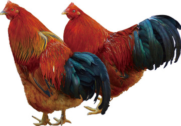 深山散养大公鸡