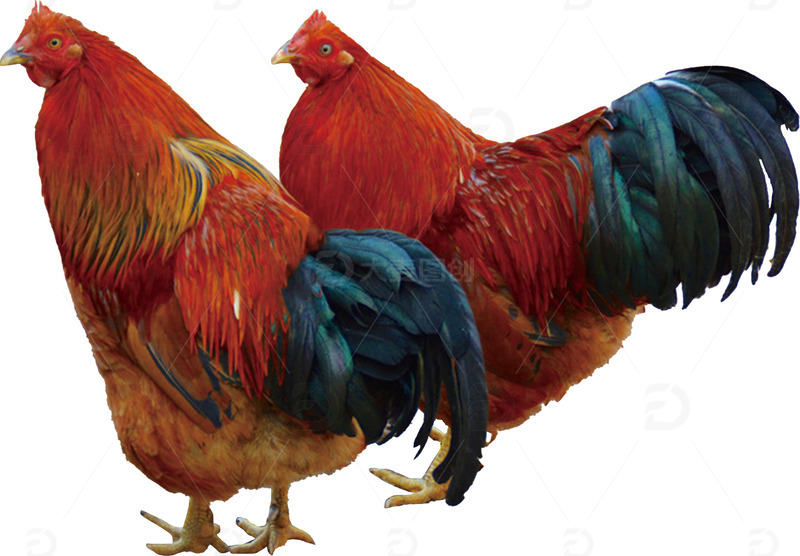 深山散养大公鸡